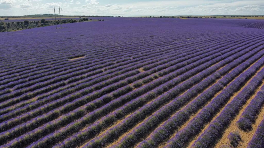 Campos de lavanda