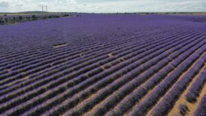 Campos de lavanda